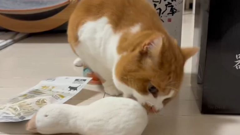 遊んでいる猫