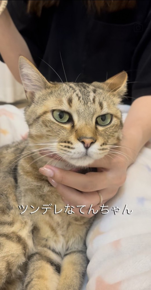 飼い主に顎を撫でられる保護猫