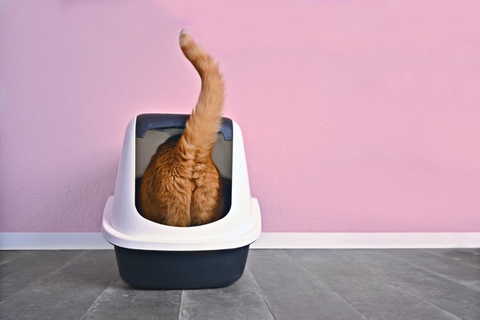 トイレに入る猫