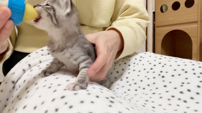 ミルクを飲む子猫