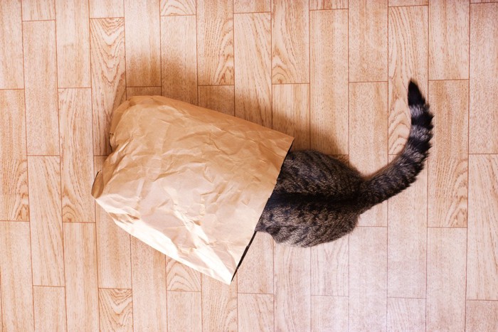 袋に頭を突っ込む猫