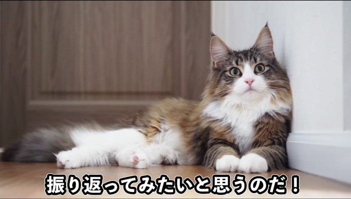 壁にもたれかかる猫