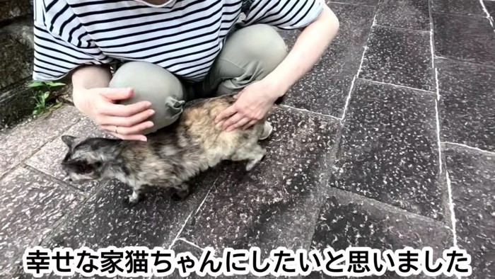 テロップ「幸せな家猫ちゃんに～」