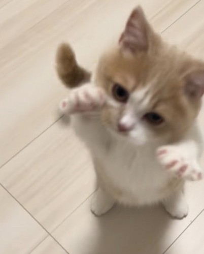 両手を広げる猫の写真