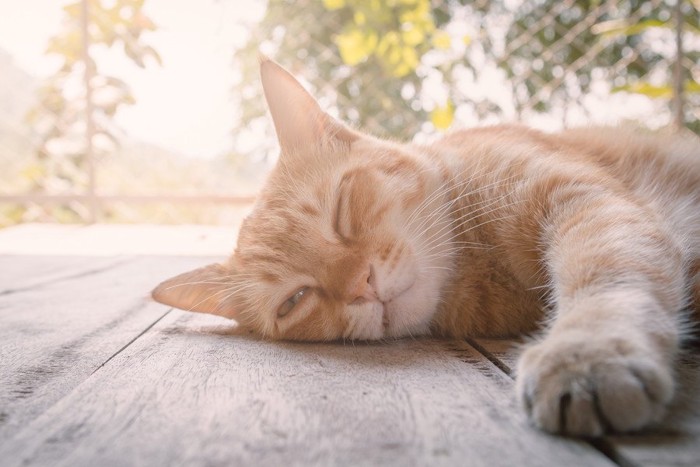 薄眼を開ける猫