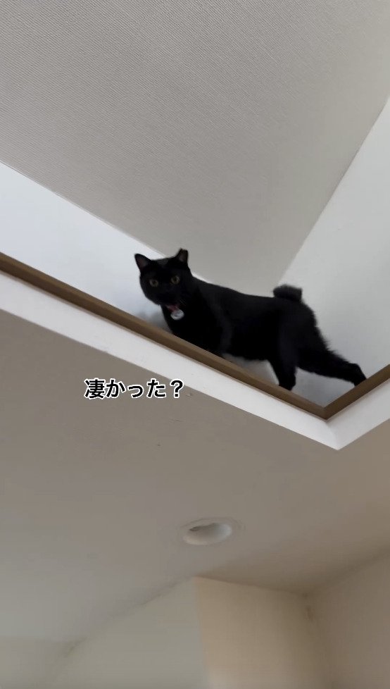 飼い主さんに感想を聞くような目をする猫