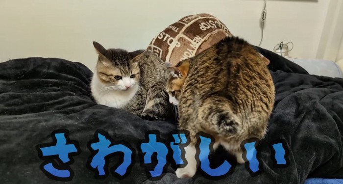 毛布の上の猫