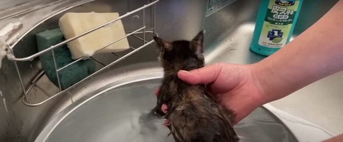 洗われている子猫%%まずは1匹目
