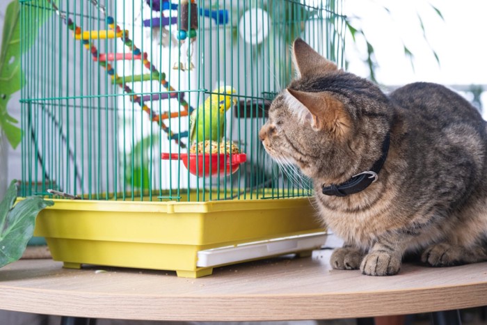 猫とインコ