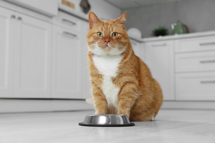 食器の前に座る猫