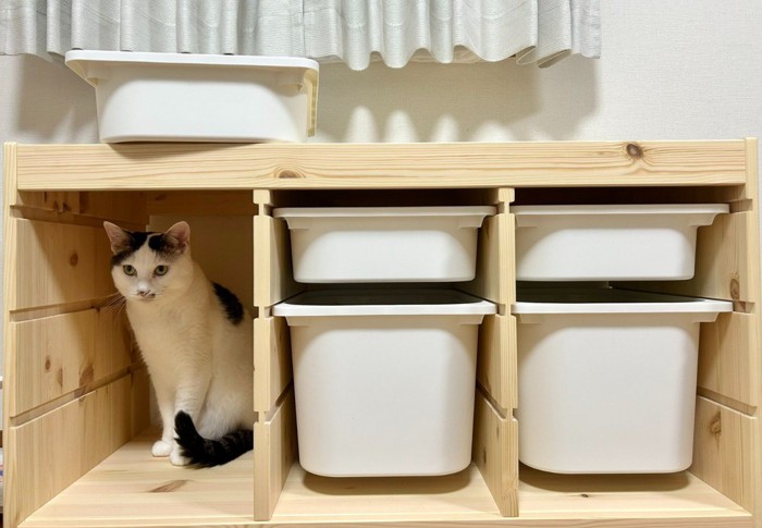 棚に入る猫