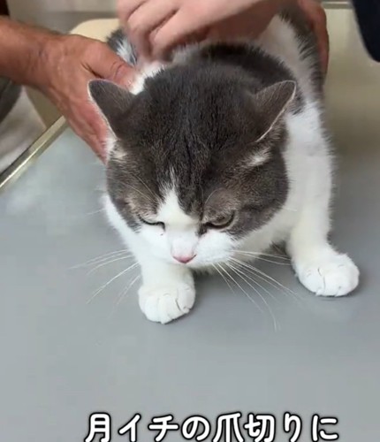 睨む猫