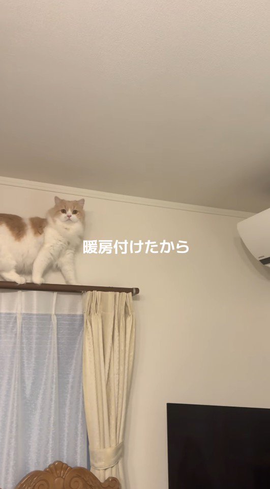 エアコンの前で立ち止まる猫