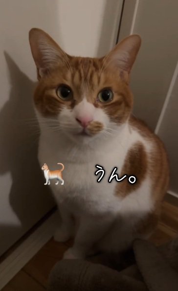 返事をする茶白猫