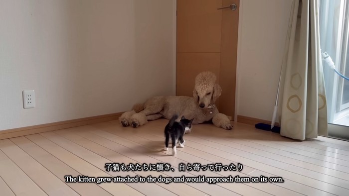犬に向かっていく子猫