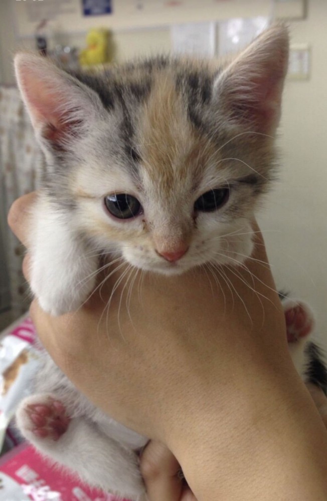 手で持たれる子猫