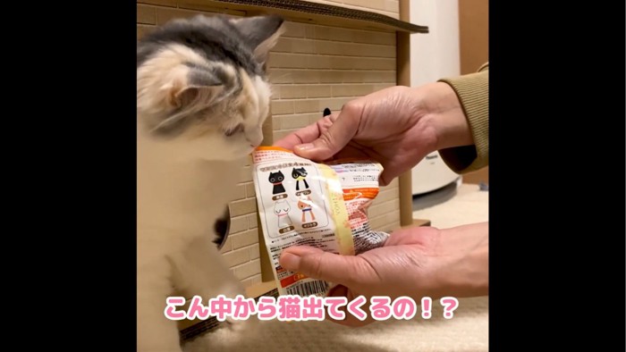 バスボールの袋をにおう猫