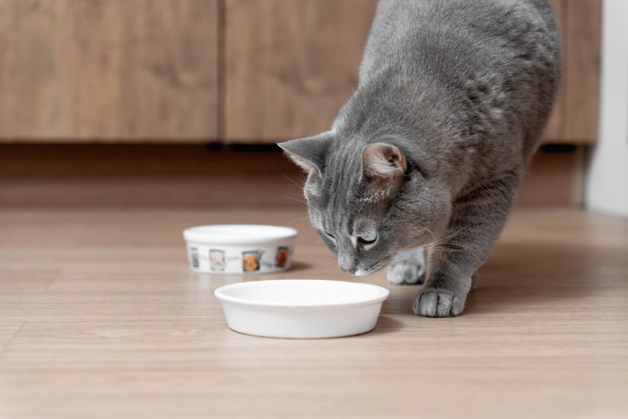床に置かれた食器の中を覗き込む猫