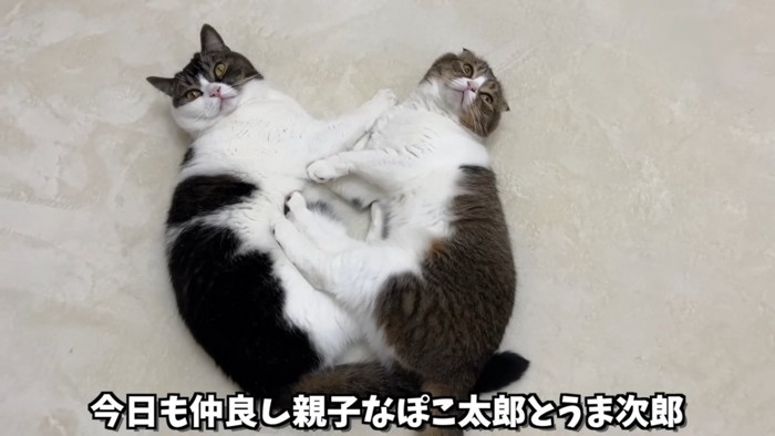 向かい合って寝る2匹の猫