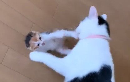 先住猫を抑える子猫
