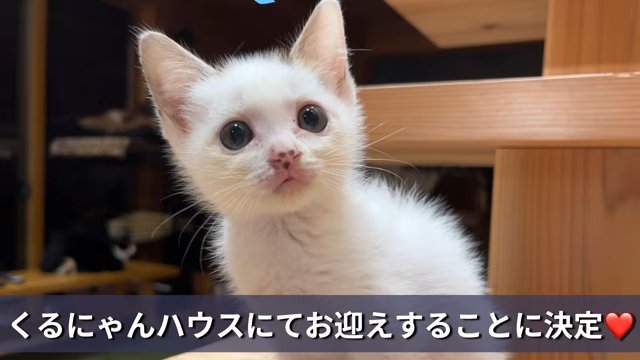 お座りする子猫
