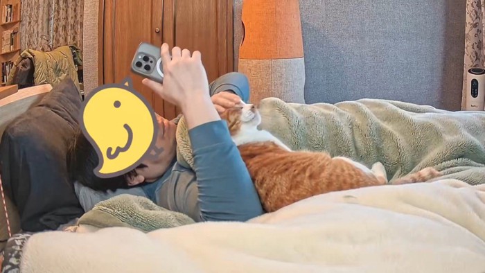 スマホを見ながら猫の頭を撫でる飼い主