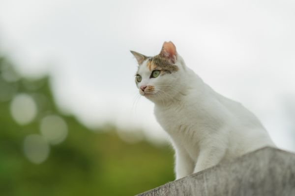 何かを見つめる猫