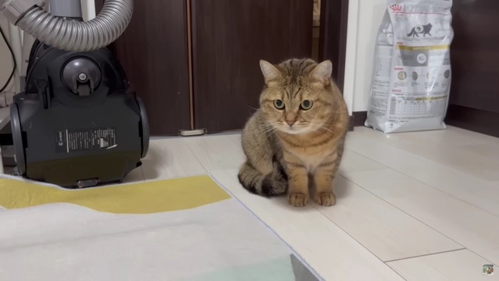 立ち上がろうとする猫