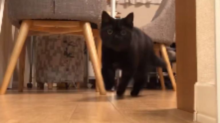 廊下にいる猫