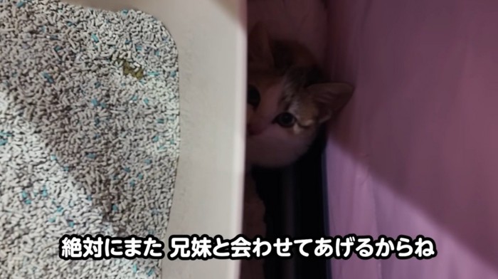 ケージの中でおびえている子猫