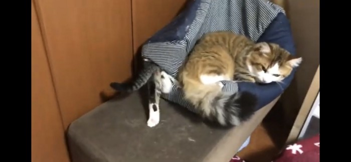 猫ベッドに移動