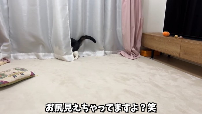 カーテンからお尻が見える猫