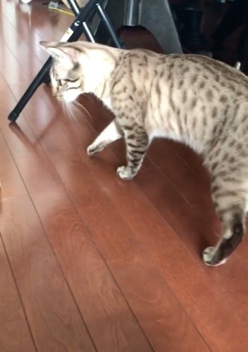 近づく猫