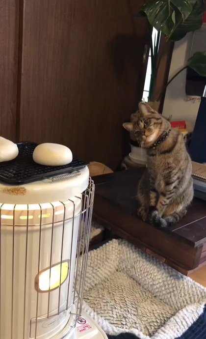 首をかしげる猫