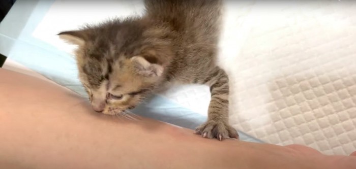 間違いに気づく子猫