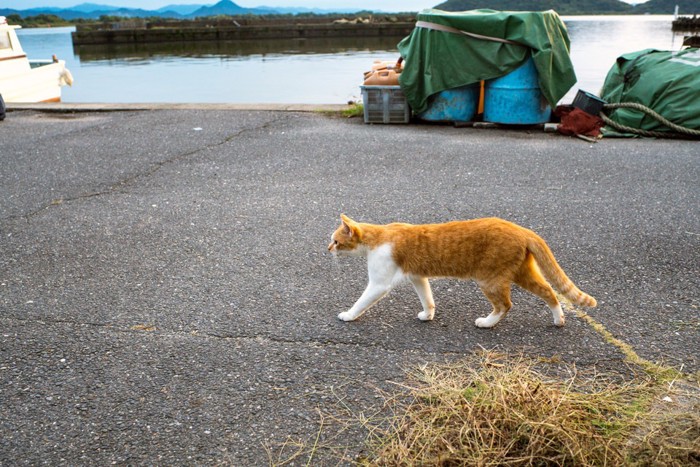 港の猫