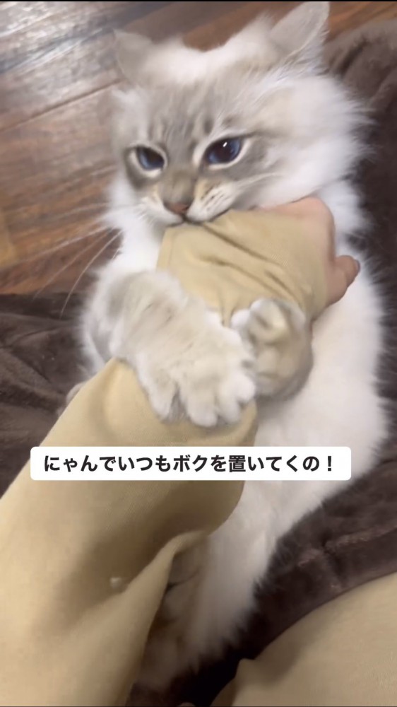 飼い主の手を掴む猫