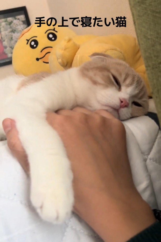 寝ている猫