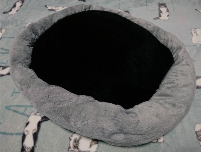 クッションの上で眠る猫