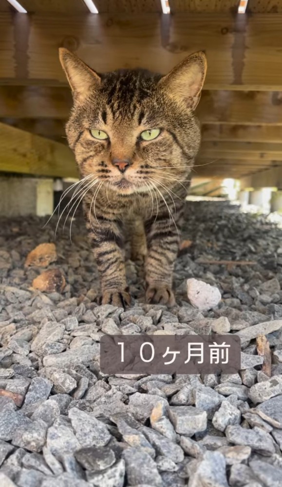 デッキの下を歩く猫