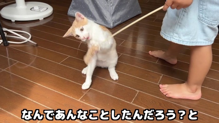 みーちゃんの猫じゃらしにじゃれるバンちゃん