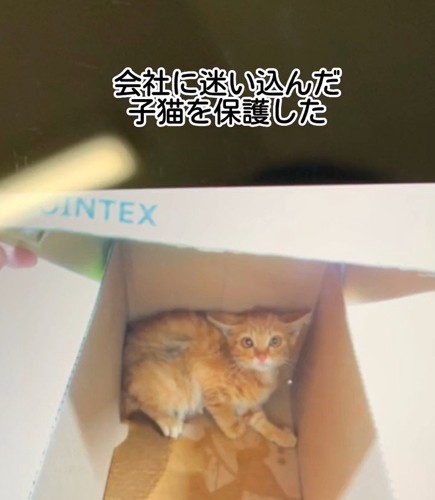 箱の奥で怯える子猫
