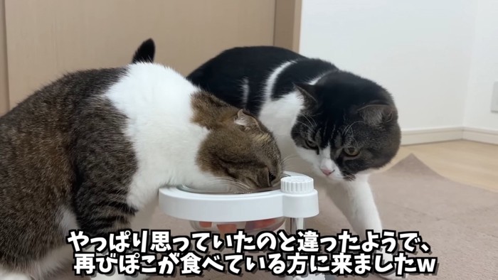 食事をしている猫の隣にいる猫