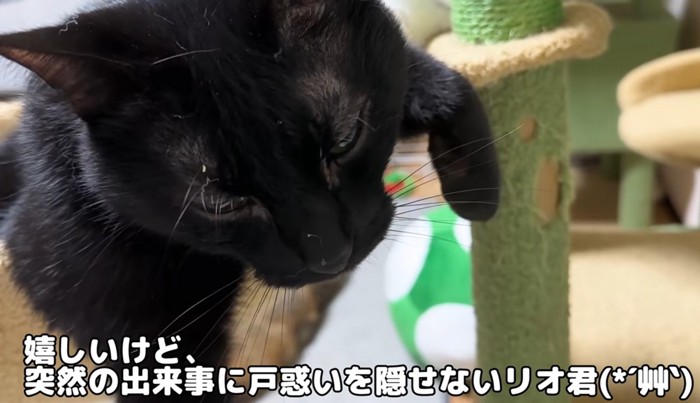 ハンモックでくつろぐ猫