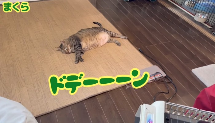 まくらくん