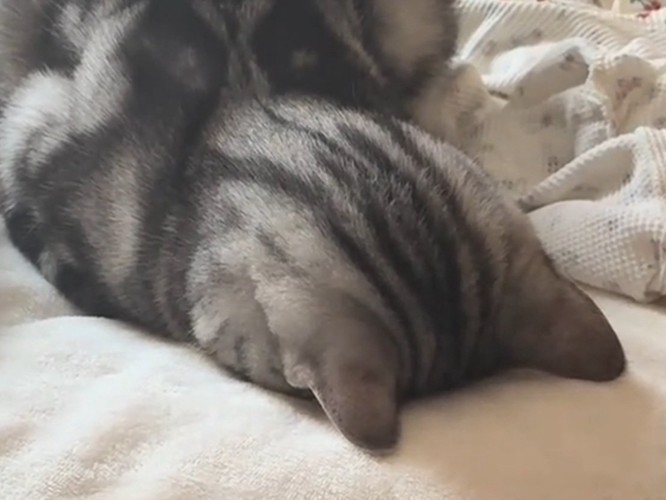 猫の頭