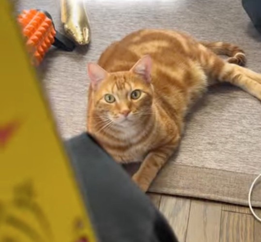 猫