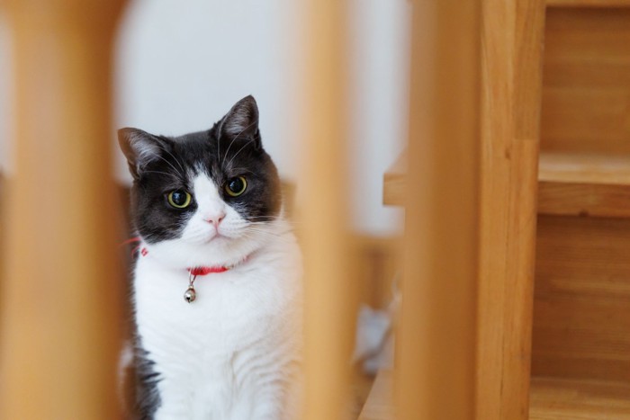遠目から見つめる猫