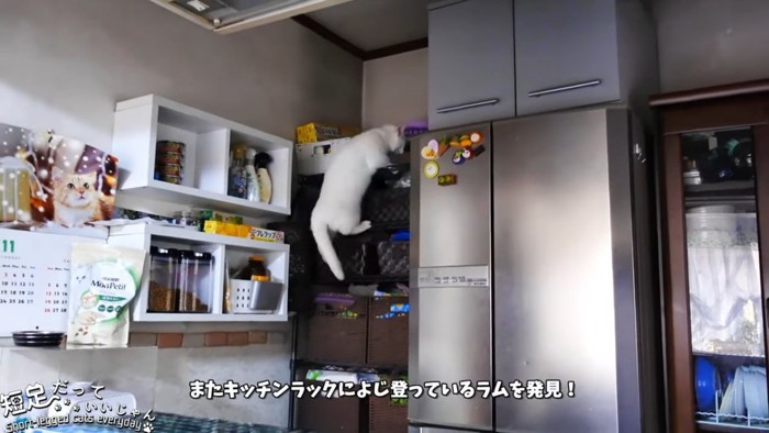 よじ登る猫