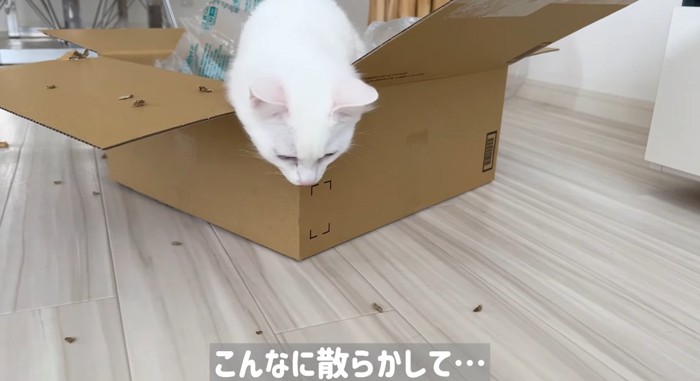 段ボールに入る猫